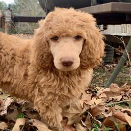 Chase - Red  Poodle puppy in Toone, Tennessee from Big Springs Little Paws Standard Poodles