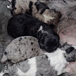 " Beautiful litter by Hollow x Gigi" Aussiedoodle Puppies from Native Elegant Doodles