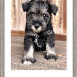 Dolly - Salt and pepper female Miniature Schnauzer puppy in Summerfield, Florida from M & M Schnauzers