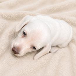 Tito - Cream male Dachshund puppy in Indiantown, Florida from Turquoise River Minature Dachshunds