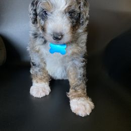 Bernedoodle Puppies from Gaston’s Posh Poodles and Doodles