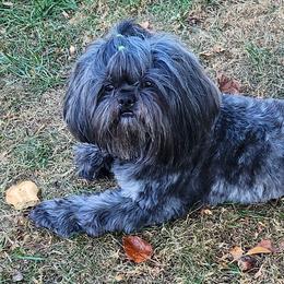 Romeo - Shih Tzu