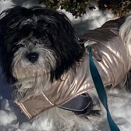 Havanese from Laura Bertone's Havanese Puppies