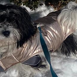 Havanese from Laura Bertone's Havanese Puppies