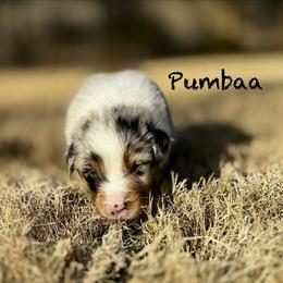 Pumbaa - Blue merle male Australian Shepherd puppy in Blythewood, South Carolina from One Tribe Aussies
