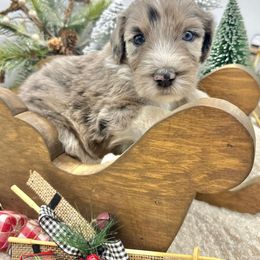 Andy - Merle male Sheepadoodle puppy in Thornville, Ohio from Four Front Doodles & Friends
