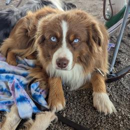 Sam - Miniature Australian Shepherd
