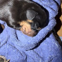Tater Tot - Black and tan male Dachshund puppy in Madisonville, Texas from Little B’s Dachshund Farm