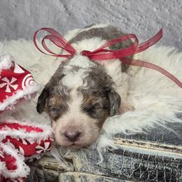 Duke - Merle male Springerdoodle puppy in Fargo, North Dakota from Dakota SpringerDoodles