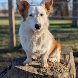 American Corgis, Cardigan Welsh Corgis, and Pembroke Welsh Corgis from Chloe's Colorful Corgis