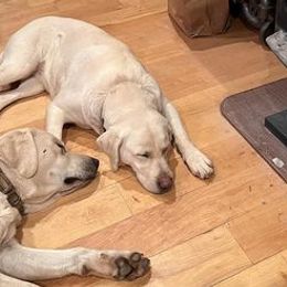 Labrador Retrievers from Cherry Mountain Labradors