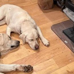 Labrador Retrievers from Cherry Mountain Labradors