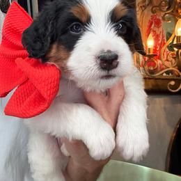 Orange - Tri-color male Bernedoodle puppy in Curtice, Ohio from The Pink Doghouse