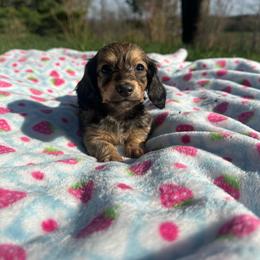 Shaded Cream Female 2 - Cream female Dachshund puppy in Wytheville, Virginia from Weenie Haven