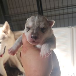 Siberian Husky Puppies from Spirit of the Moon Siberians