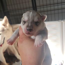 Siberian Husky Puppies from Spirit of the Moon Siberians