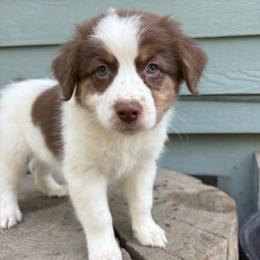 Lou - Red tri-color male Australian Shepherd puppy in Grants Pass, Oregon from Carmel Mountain Aussies