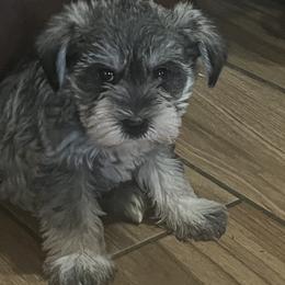 Blakely - Liver female Miniature Schnauzer puppy in Carriere, Mississippi from Sassy Schnauzers