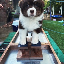 Australian Shepherd Puppies from Cloverdale Australian Shepherds