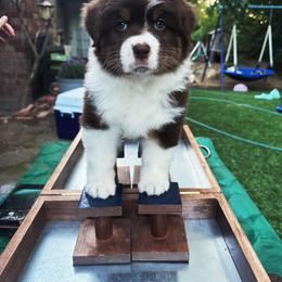 Australian Shepherd Puppies from Cloverdale Australian Shepherds