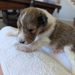 Sport - Sable and white male Shetland Sheepdog puppy in Chandler, Arizona from Az K9 Companions