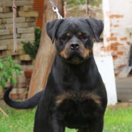 Ultra - Rottweiler