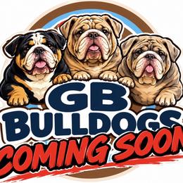 Girl 2 - female Bulldog puppy in Bell Gardens, California from G bulldogs