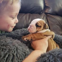 Bulldog and Shetland Sheepdog Puppies from Smooch-A-Bulls English Bulldogs & M&M Shelties