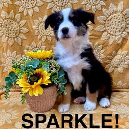 Sparkle - Black tri female Miniature American Shepherd puppy in Rochelle, Illinois from Countryside Kennels and Aussies