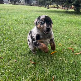 Blue Merle-2 blues - Blue merle male Australian Shepherd puppy in Piedmont, Oklahoma from HeartDriven Aussies