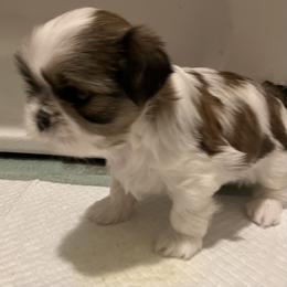 Shih Tzu Puppies from Simply Shih Tzu