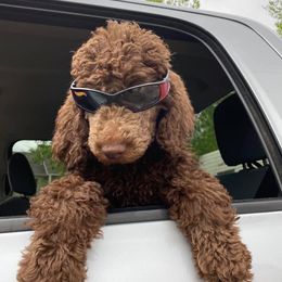 Poodle All Grown Up from Bear Mountain Poodles