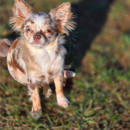 Mia - Chihuahua