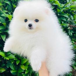 Aurora - White female Pomeranian puppy in Hot Springs, Arkansas from Pomeranian Empire