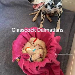 Dalmatian Puppies from Glasscock Dalmatians