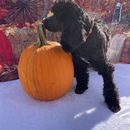 Poodle Puppies from Abbott Standard Poodles