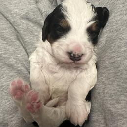 Bernedoodle Puppies from Bernied00dle Love