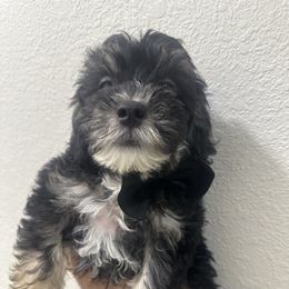 Doc - Black & tan tri-color male Maltipoo puppy in Victorville, California from Boujeepups