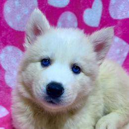AKC Jeanette - White female Siberian Husky puppy in Centreville, Maryland from Huskies By the Bay