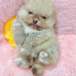 Pomeranian Puppies from Strawberry Pom Poms