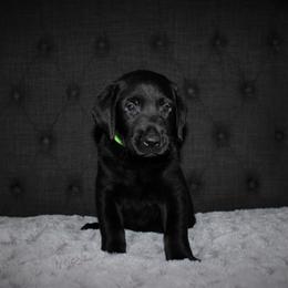"Faye x Caine Whelped 12/1/20" Labrador Retriever Puppies from Triple L Labs & Co.