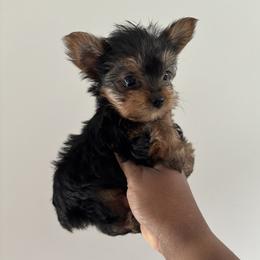 French Bulldog and Yorkshire Terrier Puppies from Twinkle Paws Frenchies and Yorkies