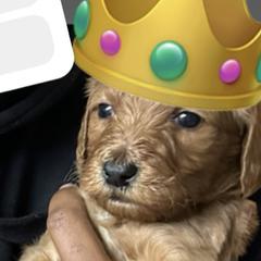 King - Red  Goldendoodle puppy in Rancho Murieta, California from Caryn’s classy doodles