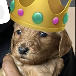King - Red  Goldendoodle puppy in Rancho Murieta, California from Caryn’s classy doodles