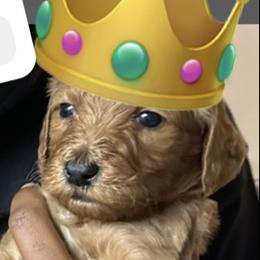 King - Red  Goldendoodle puppy in Rancho Murieta, California from Caryn’s classy doodles