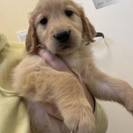 Girl 1 - Golden female Golden Retriever puppy in Murrieta, California from The Golden Leash Kennels