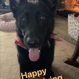 German Shepherd and Miniature Australian Shepherd All Grown Up from Haus Bossard German Shepherds
