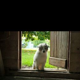 Australian Shepherd Puppies from Kelbrook Farm Australian Shepherds