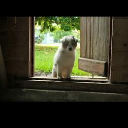 Australian Shepherd Puppies from Kelbrook Farm Australian Shepherds