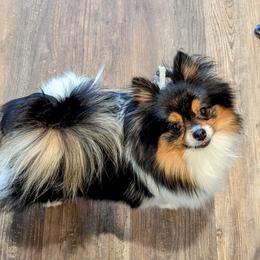 Fury - Pomeranian